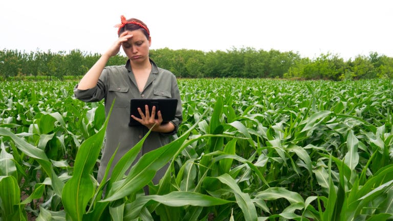 Woman holding a laptop in the field