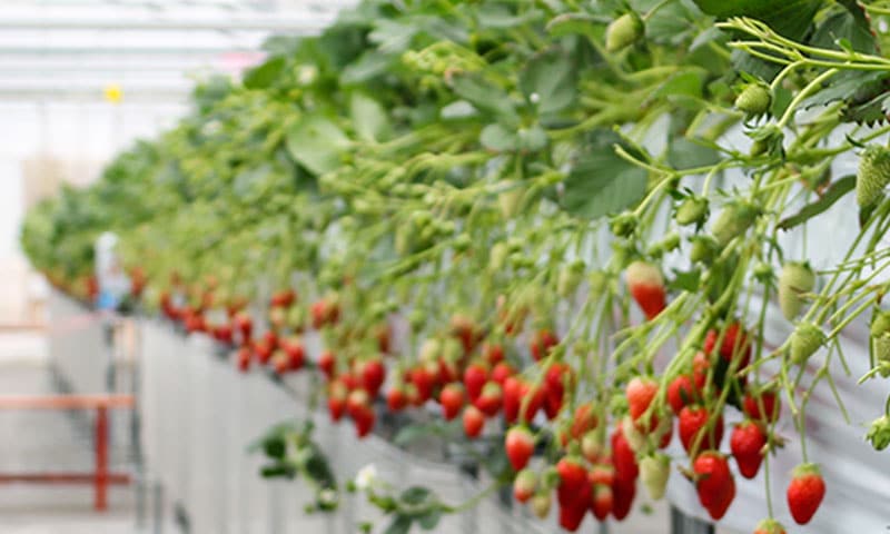 Image of strawberries in greenhouse