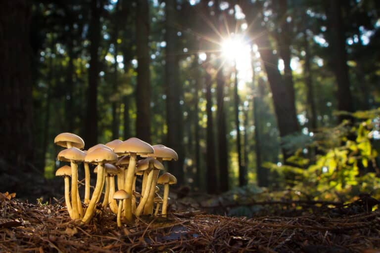 Image of growing mushrooms in the forest