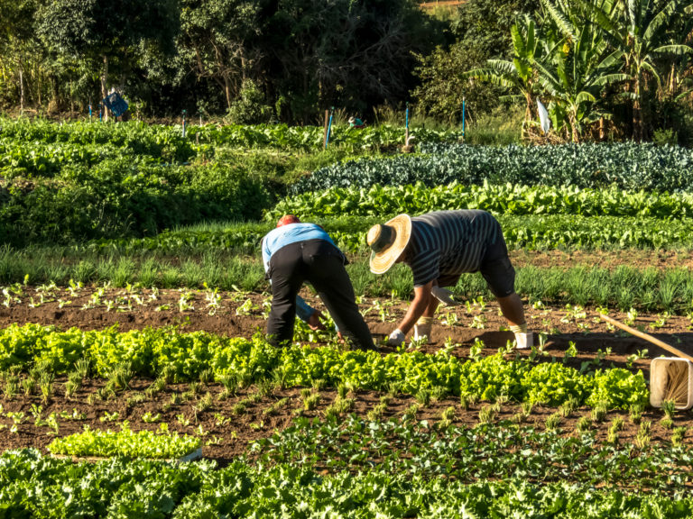 Smallholder farmers in the field